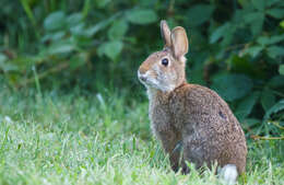 Image of New England Cottontail