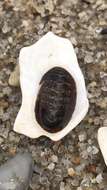 Image of Chiton