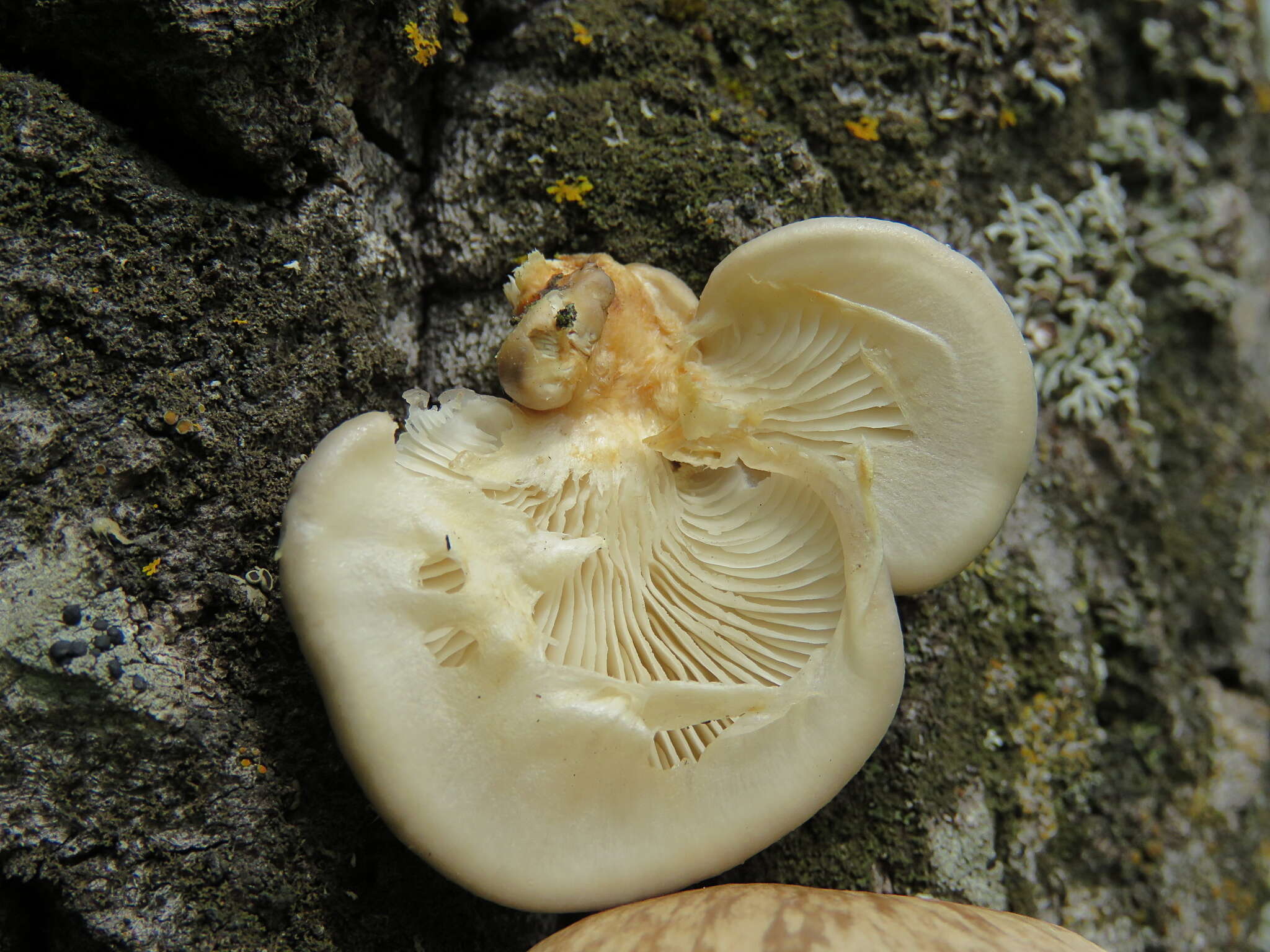 Слика од Pleurotus calyptratus (Lindblad ex Fr.) Sacc. 1887