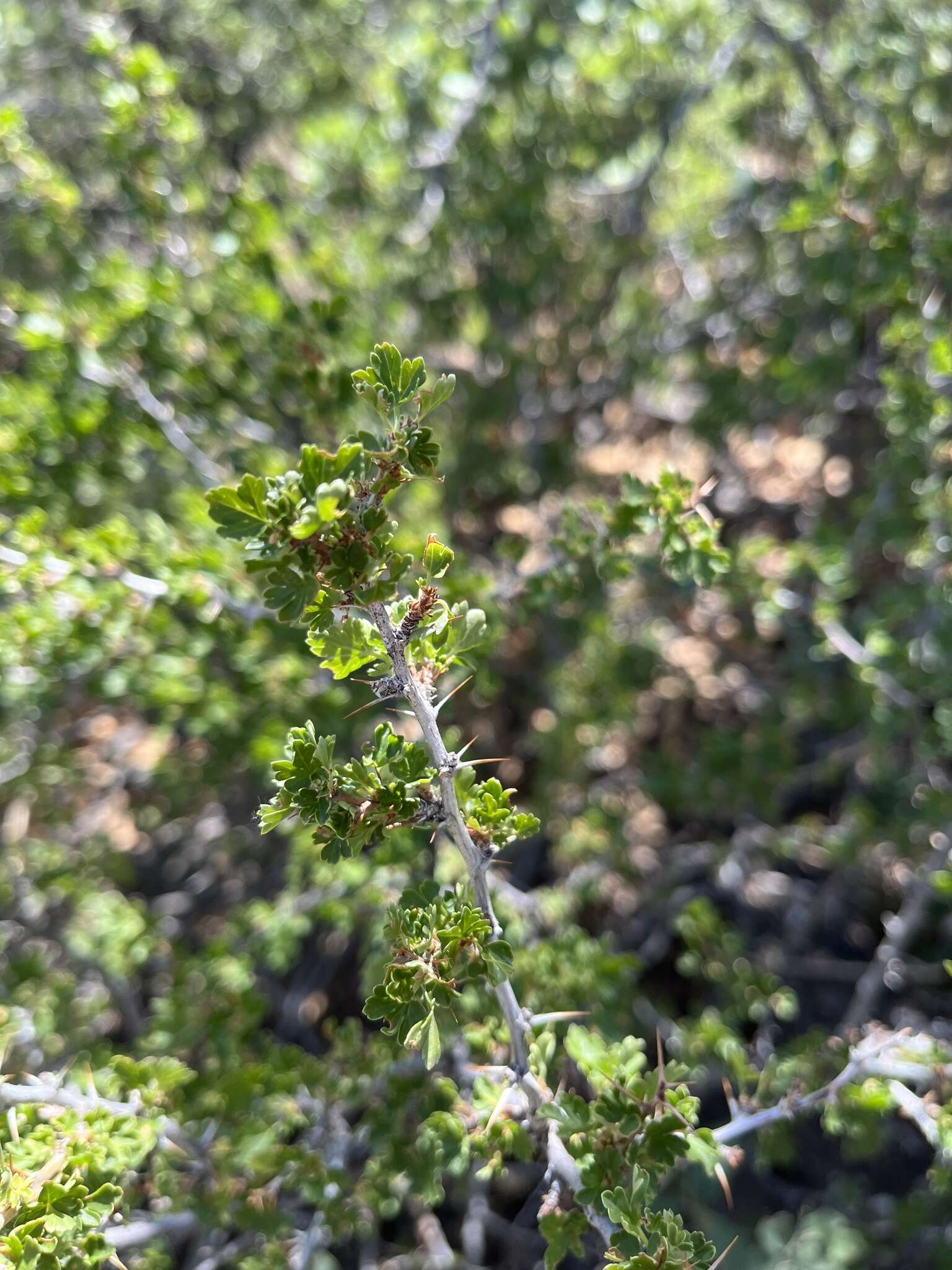 Image of trumpet gooseberry