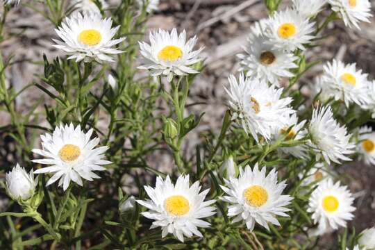 Plancia ëd Coronidium adenophorum (F. Müll.) Paul G. Wilson