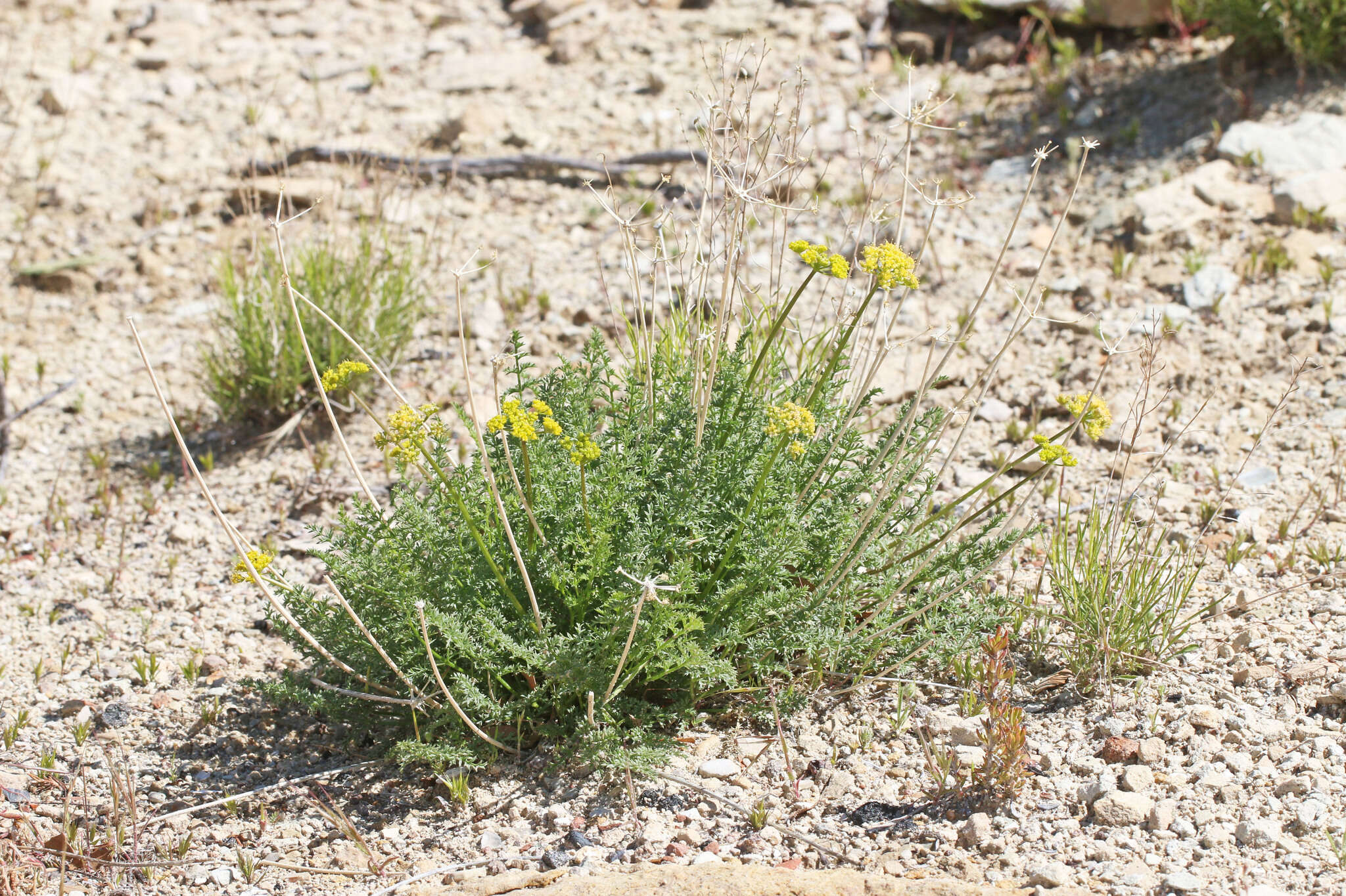 Image of rough desertparsley