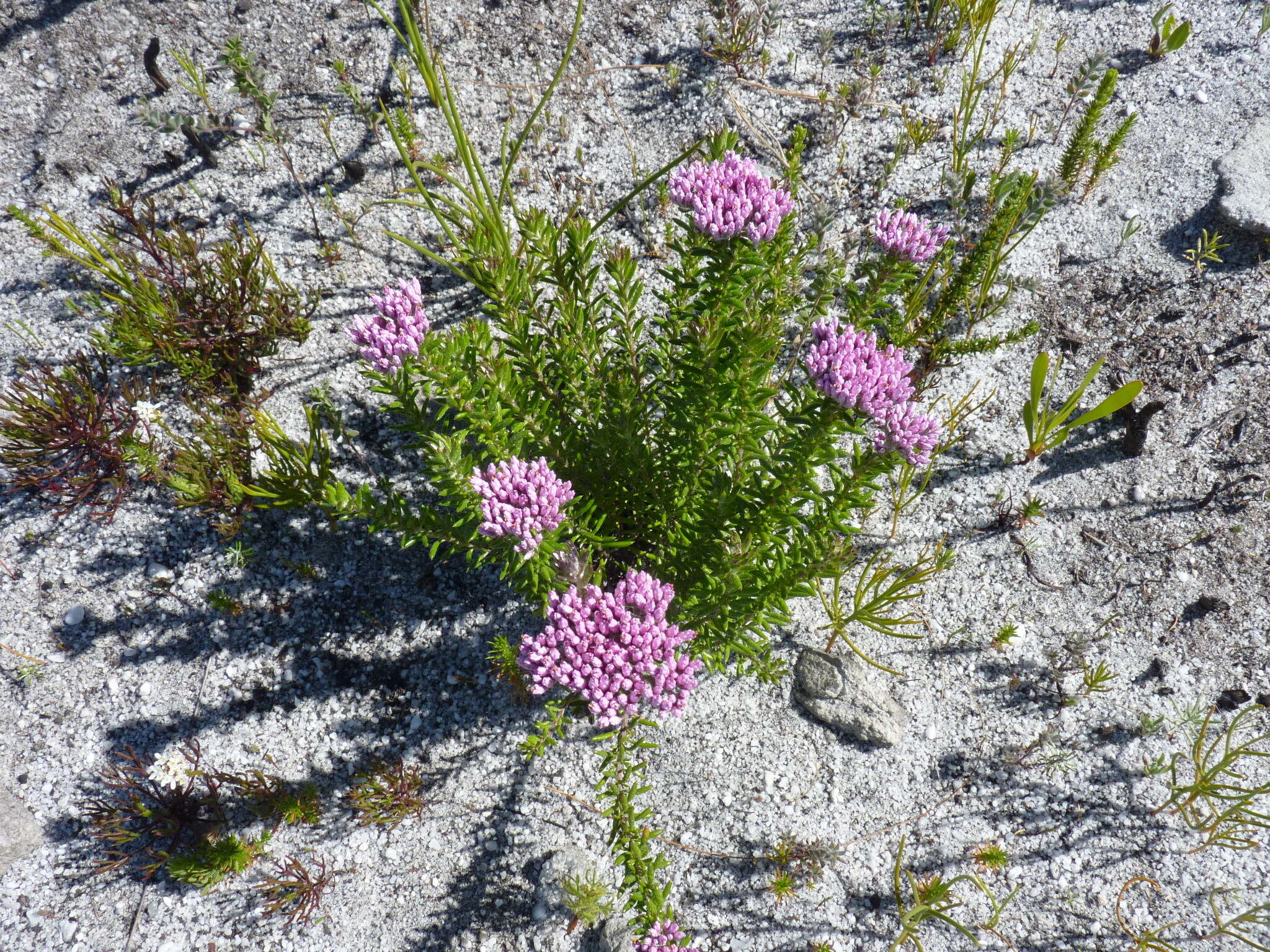 Image of Metalasia erubescens DC.