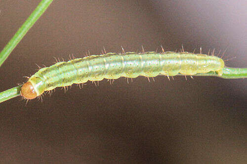 صورة Agonopterix ferulae Zeller 1847