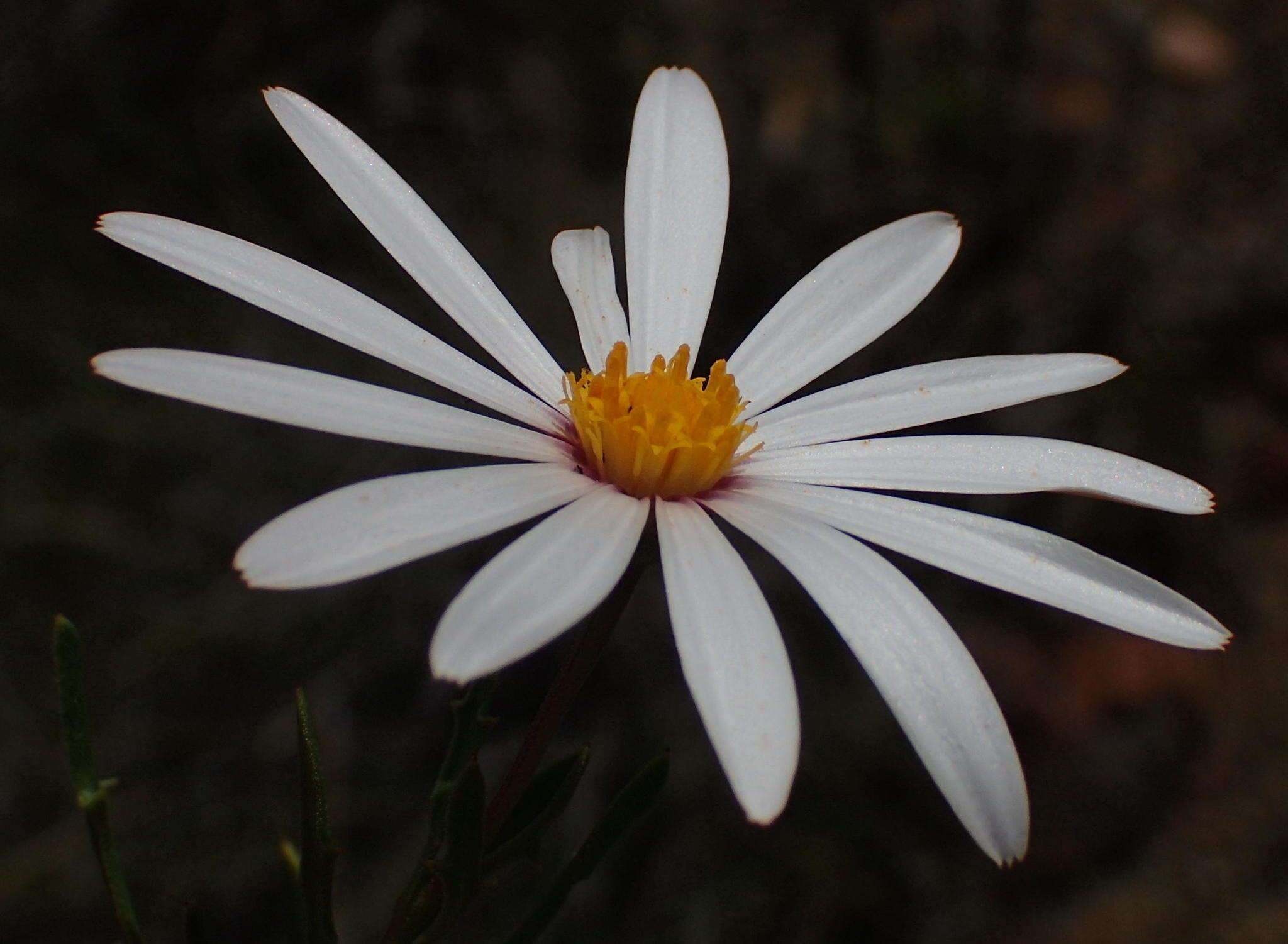 Image de Dimorphotheca zeyheri Sond.