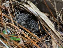 Image of Dusky Gopher Frog