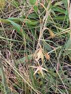 Image of Hesperantha longicollis Baker