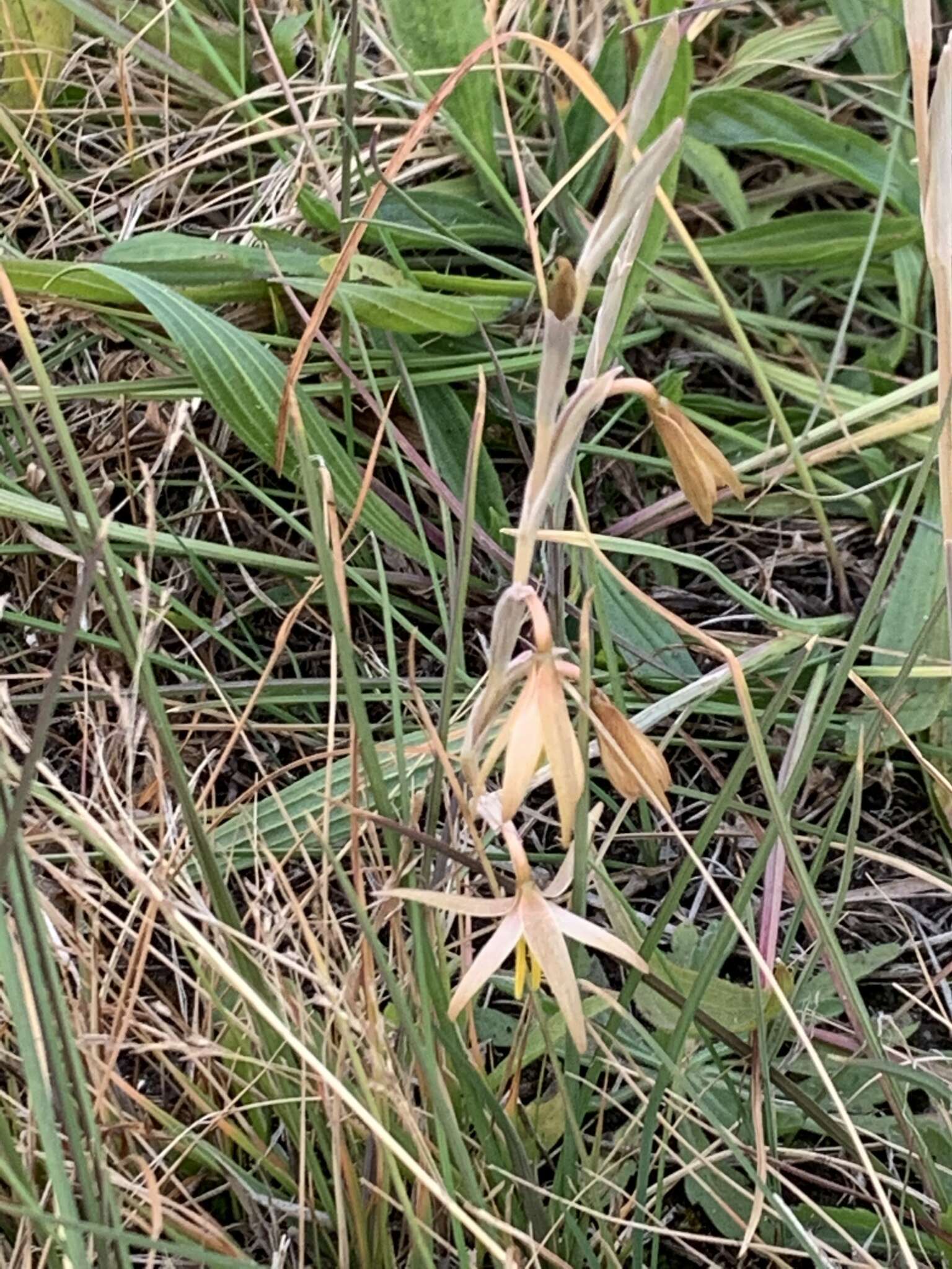 Image of Hesperantha longicollis Baker