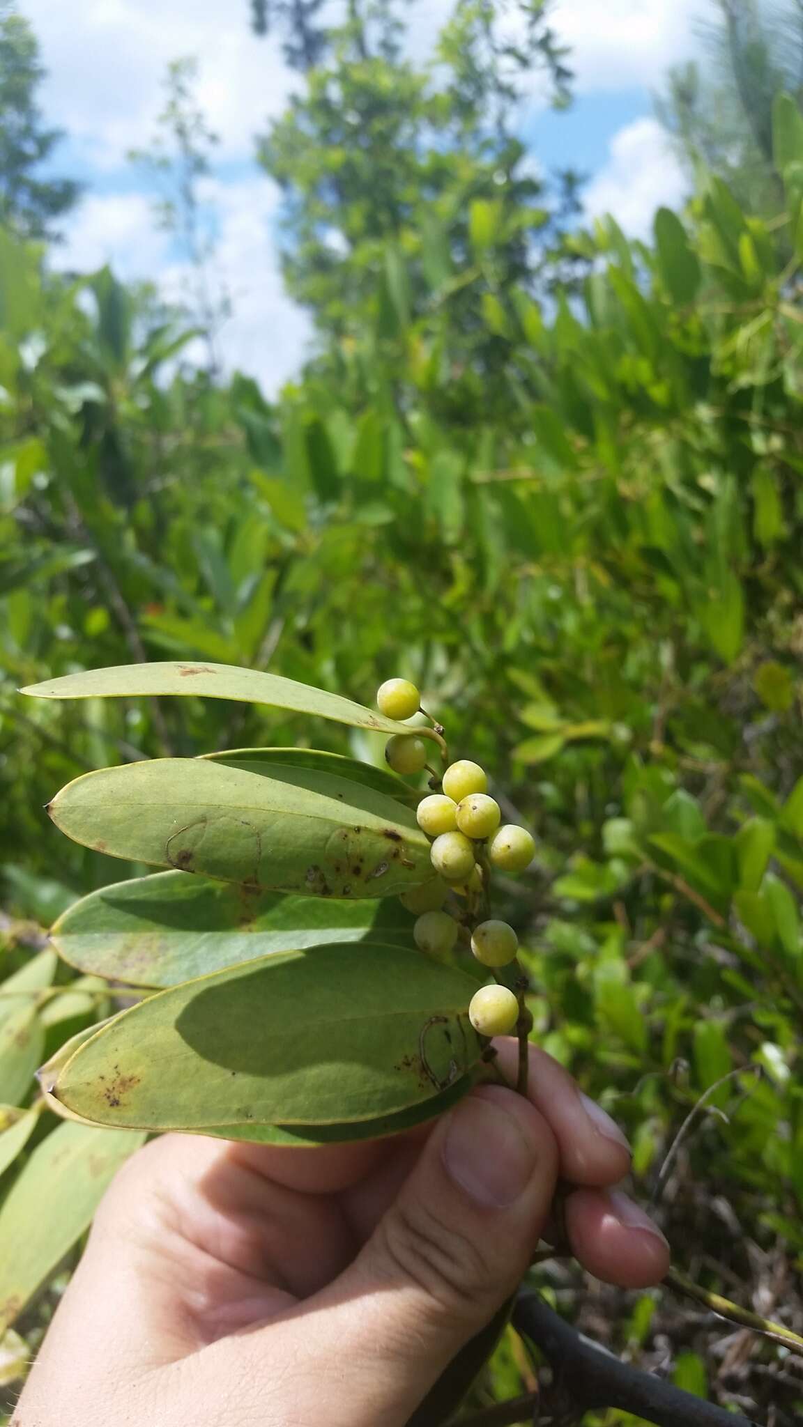 Imagem de Smilax laurifolia L.