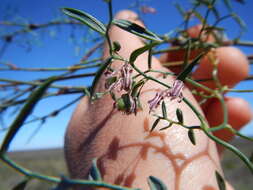 Image of Asparagus undulatus (L. fil.) Thunb.