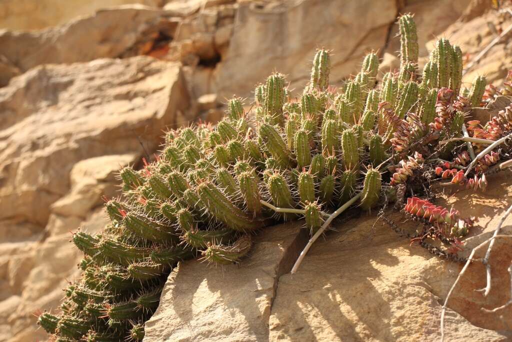 Слика од Euphorbia mammillaris L.