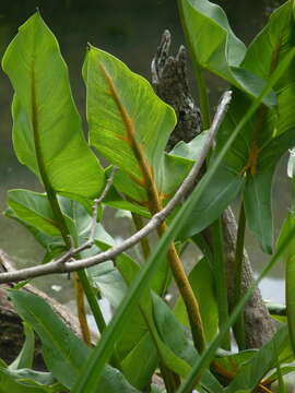 Image of Uromyces caladii (Schwein.) Farl. 1879