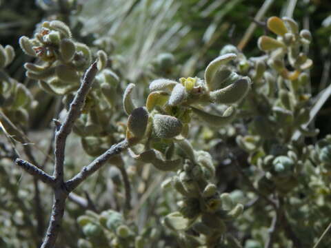 Image of Thymelaea velutina (Pourr. ex Camb.) Endl.