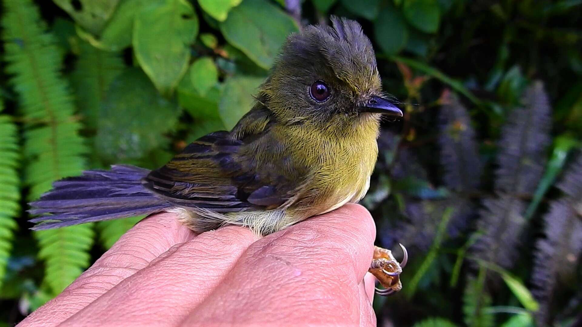 Image of Bronze-olive Pygmy Tyrant