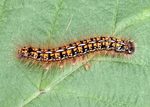 صورة Malacosoma californica Packard 1864