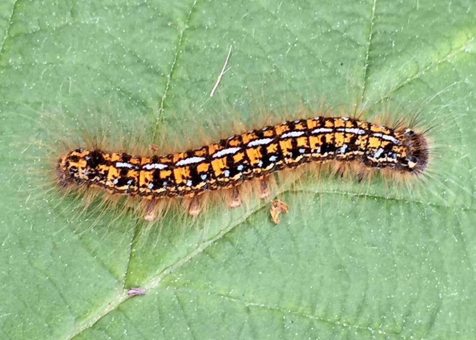 Image of Malacosoma californica Packard 1864