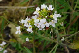 Arabidopsis arenosa subsp. arenosa的圖片