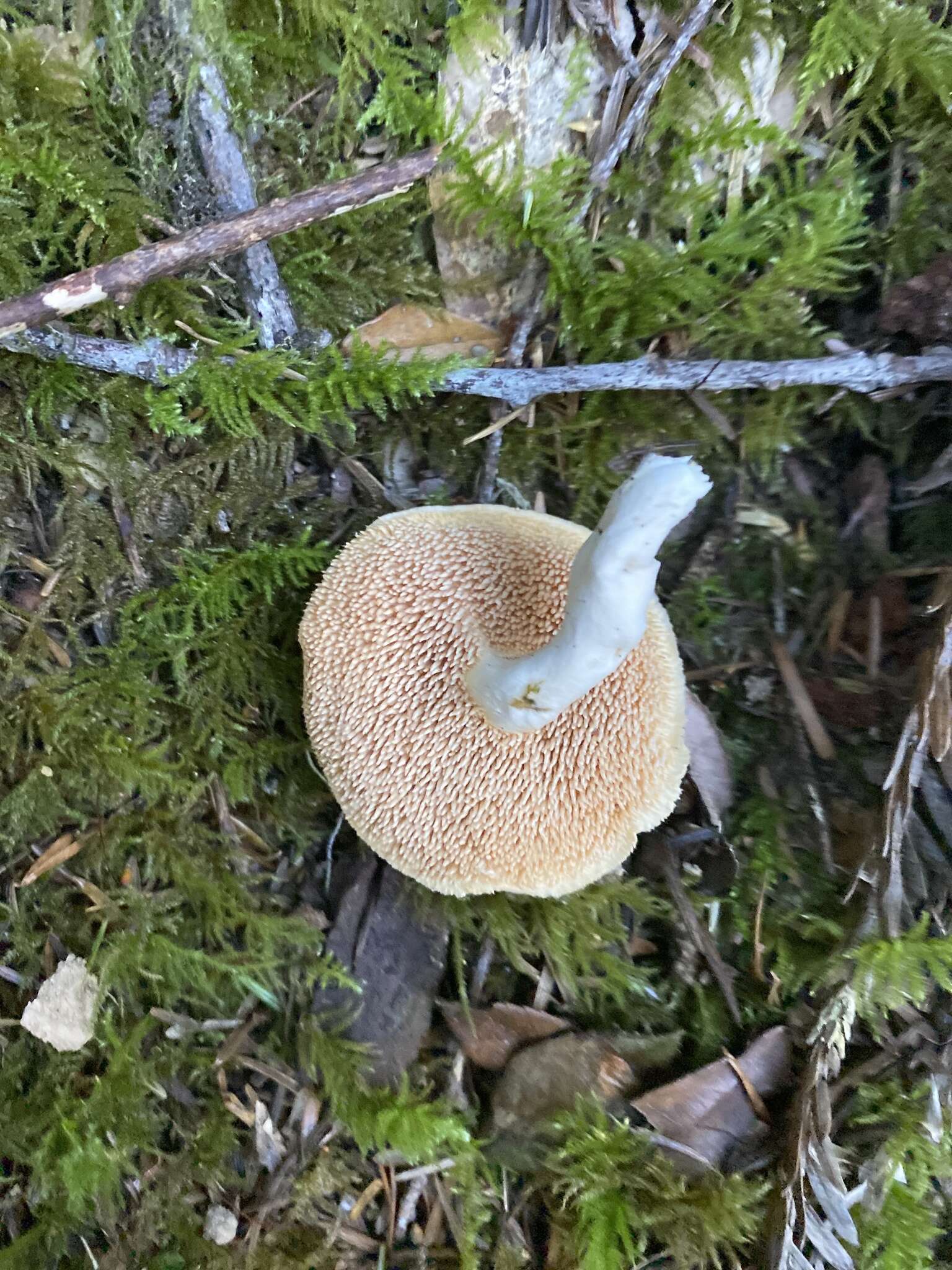 Image of Hydnum umbilicatum Peck 1902