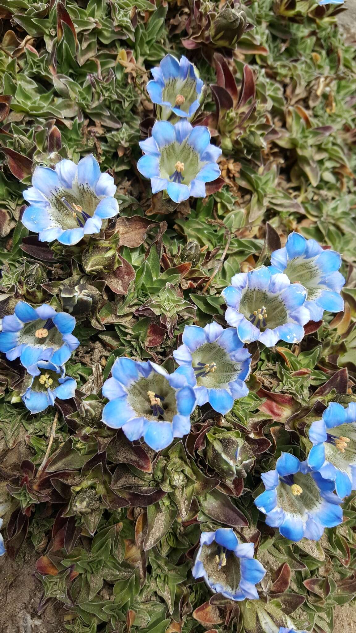 Image de Gentiana depressa D. Don