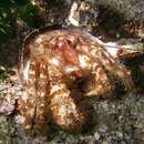 Image of fuzzy hermit crab