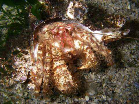 Image of fuzzy hermit crab