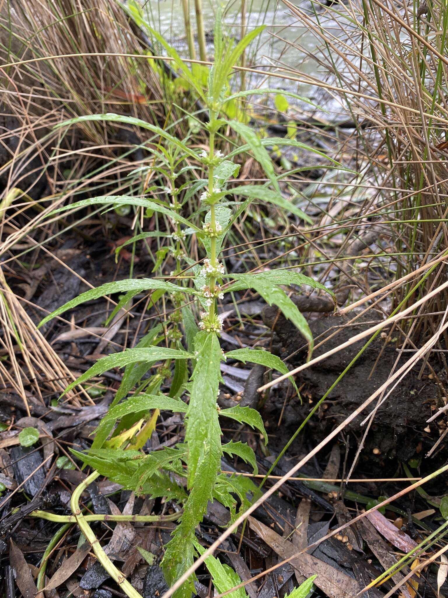 Image of Australian gypsywort
