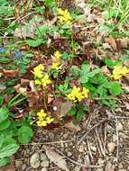 Image of Epimedium pinnatum subsp. colchicum (Boiss.) N. Busch