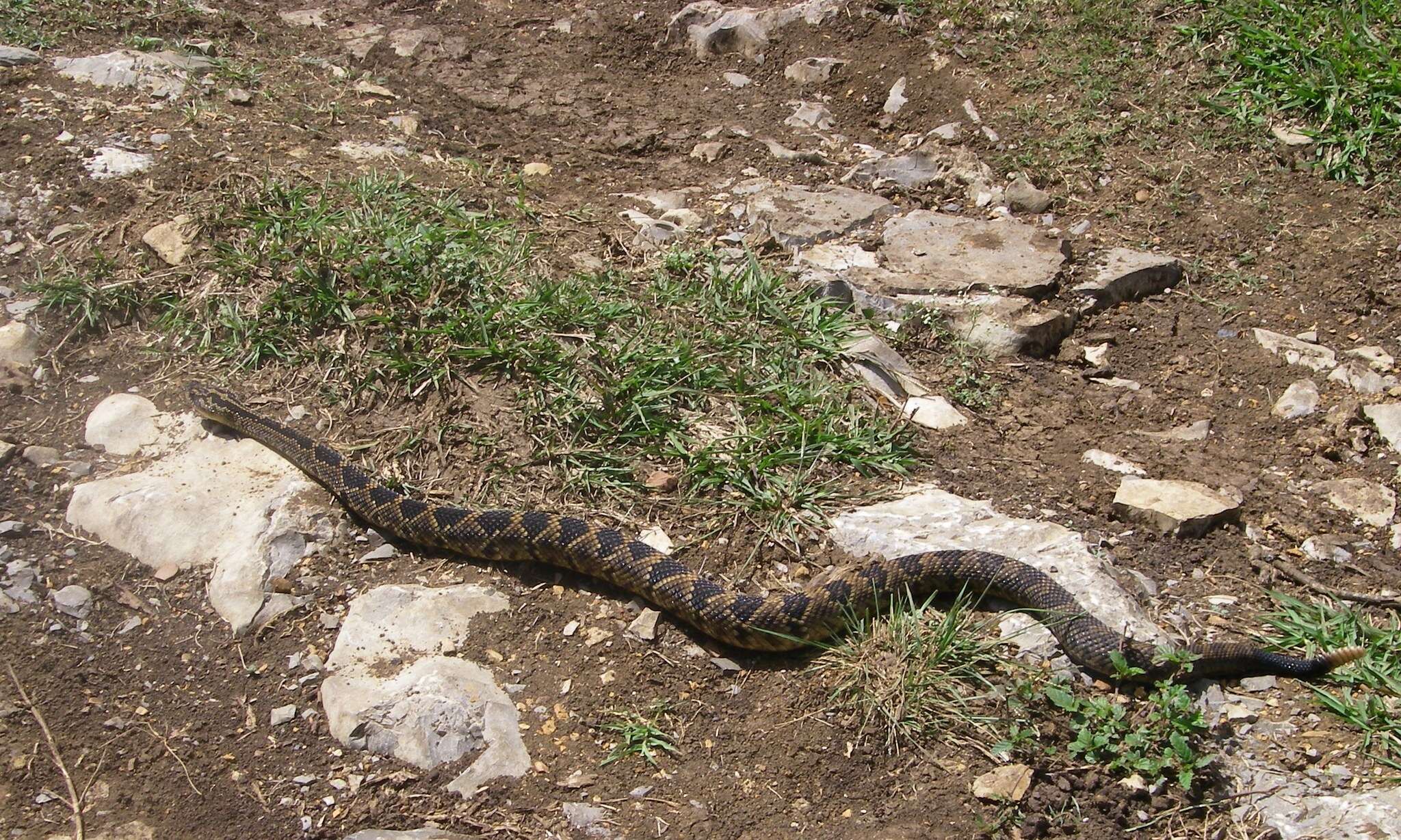 Image of Crotalus totonacus Gloyd & Kauffeld 1940