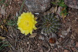 Image of Echinopsis aurea Britton & Rose