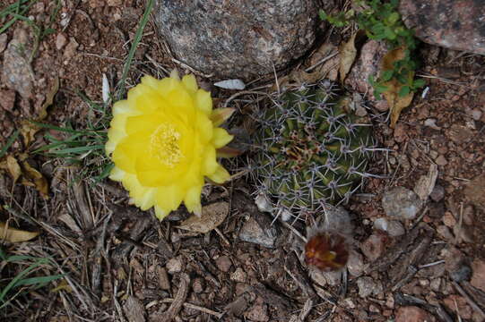 Image de Echinopsis aurea Britton & Rose