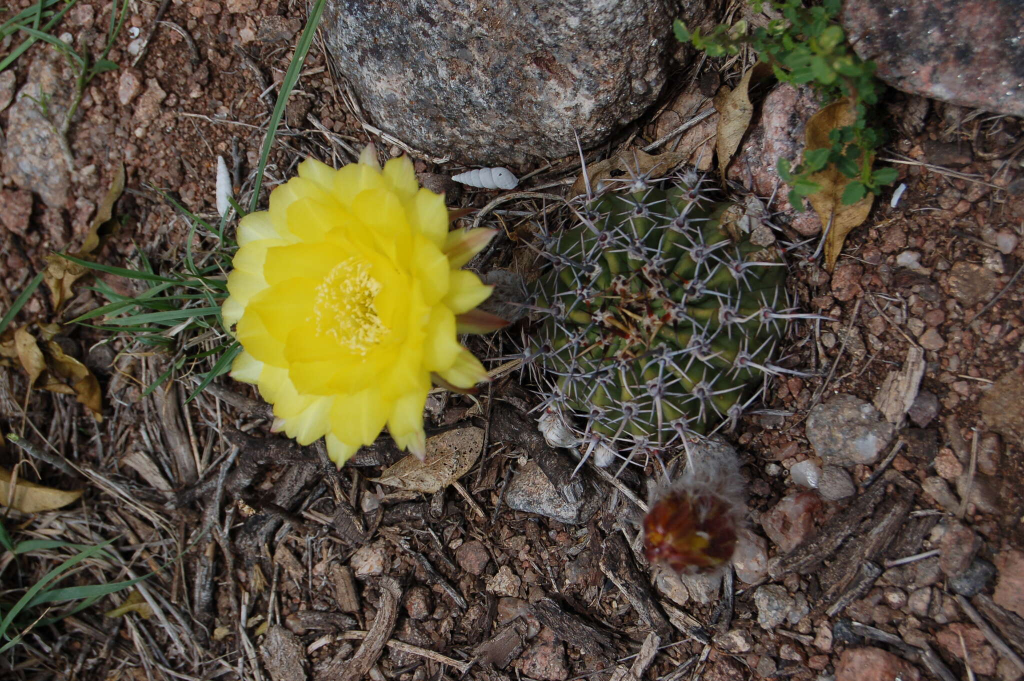 Image of Echinopsis aurea Britton & Rose