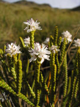 صورة Veronica lycopodioides Hook. fil.