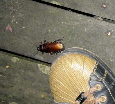 Panesthia angustipennis (Illiger 1801)的圖片