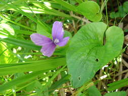 Image de Viola uliginosa Besser