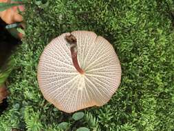 Image of Marasmius cladophyllus Berk. 1856