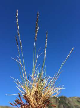 Image of Sheep's Fescue