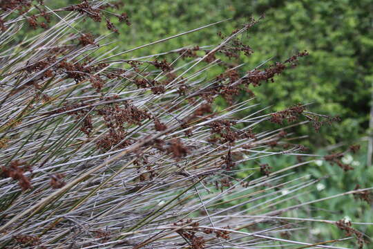 Juncus acutus L. resmi