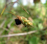 Image of Anthracoidea limosa (Syd.) Kukkonen 1963