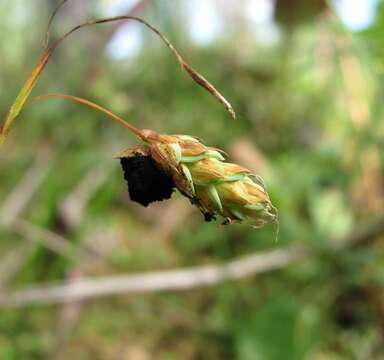 Plancia ëd Anthracoidea limosa (Syd.) Kukkonen 1963