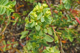 Sivun Euphorbia mesembryanthemifolia Jacq. kuva