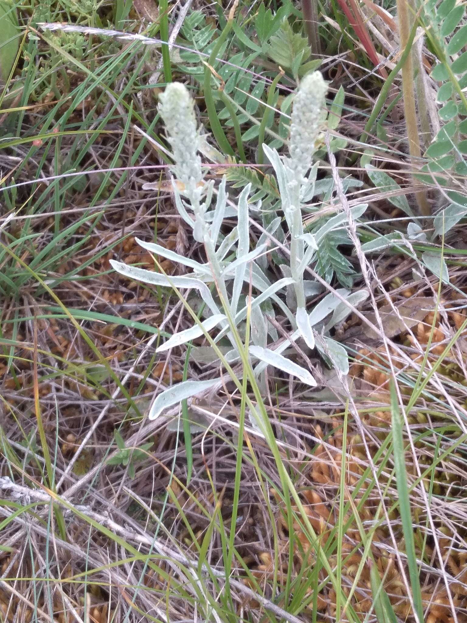 Image of Veronica incana L.