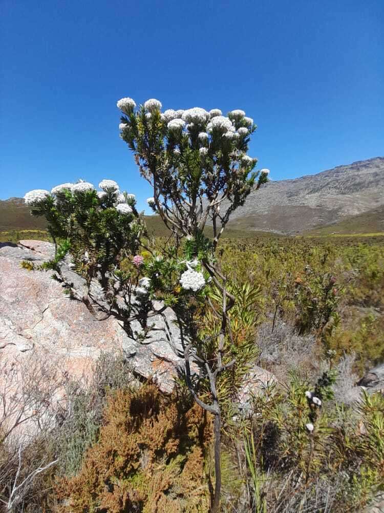 Image of Metalasia muraltiifolia DC.