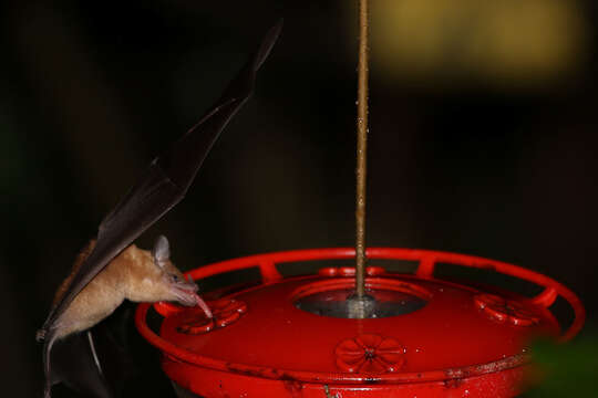 Image of Orange Nectar Bat