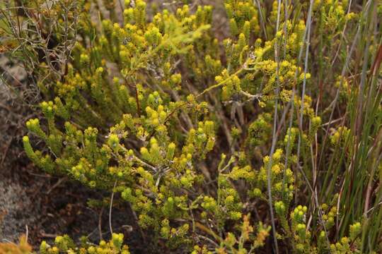 Image of Agathosma eriantha (Steud.) Steud.