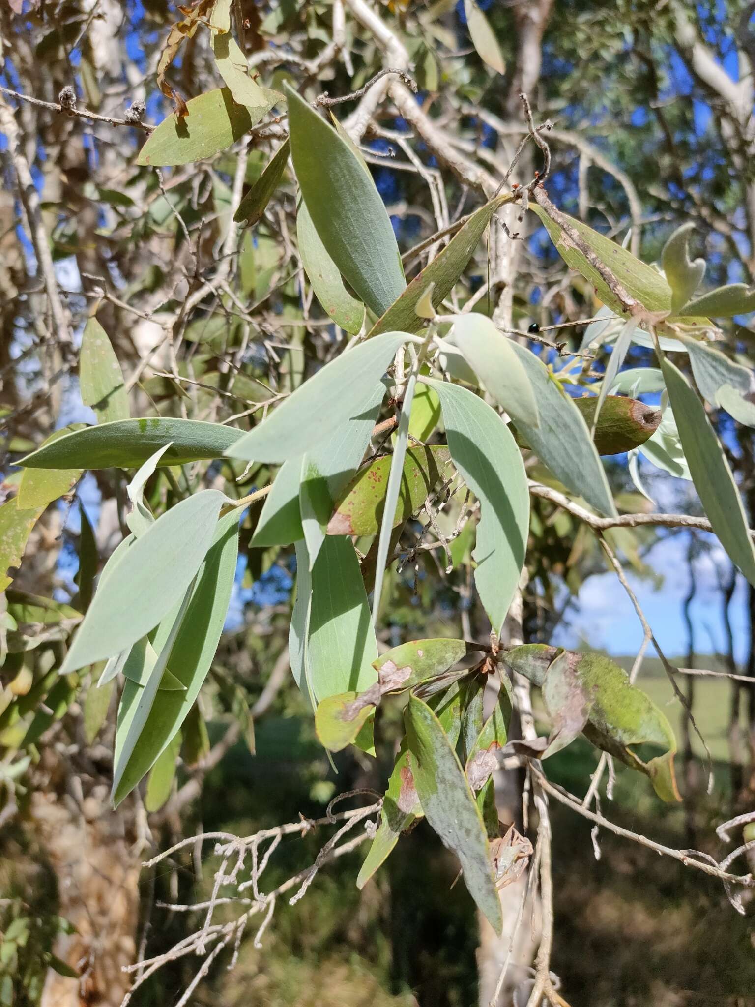 Sivun Melaleuca dealbata S. T. Blake kuva