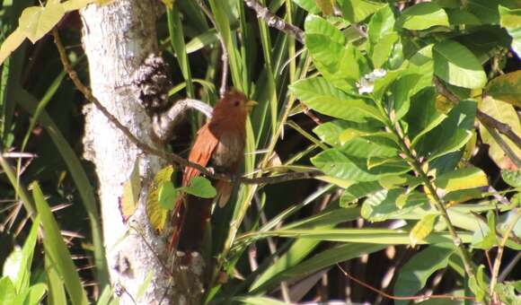 Image of Little Cuckoo