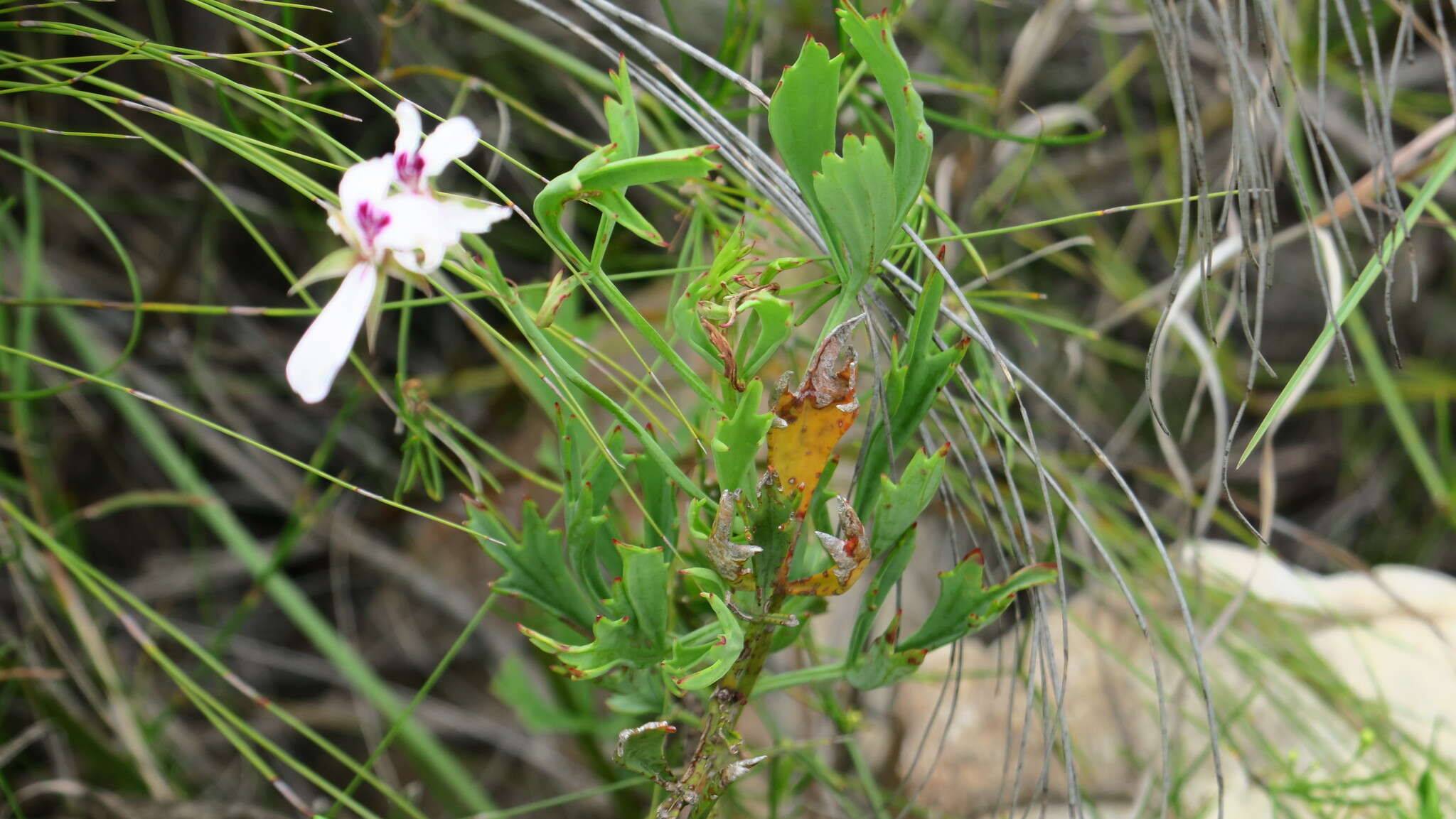 Image of Pelargonium laevigatum subsp. laevigatum