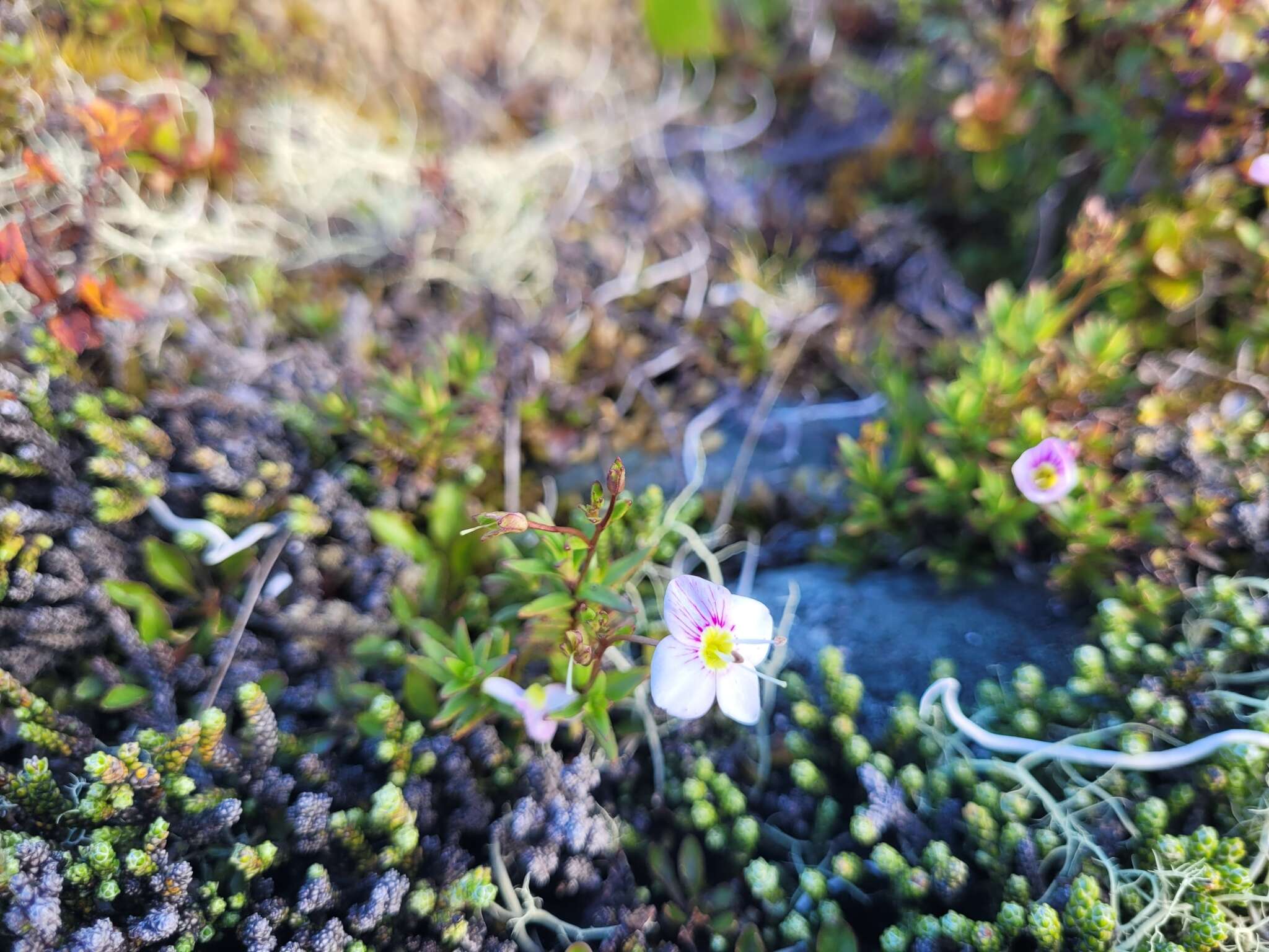 Слика од Veronica linifolia Hook. fil.