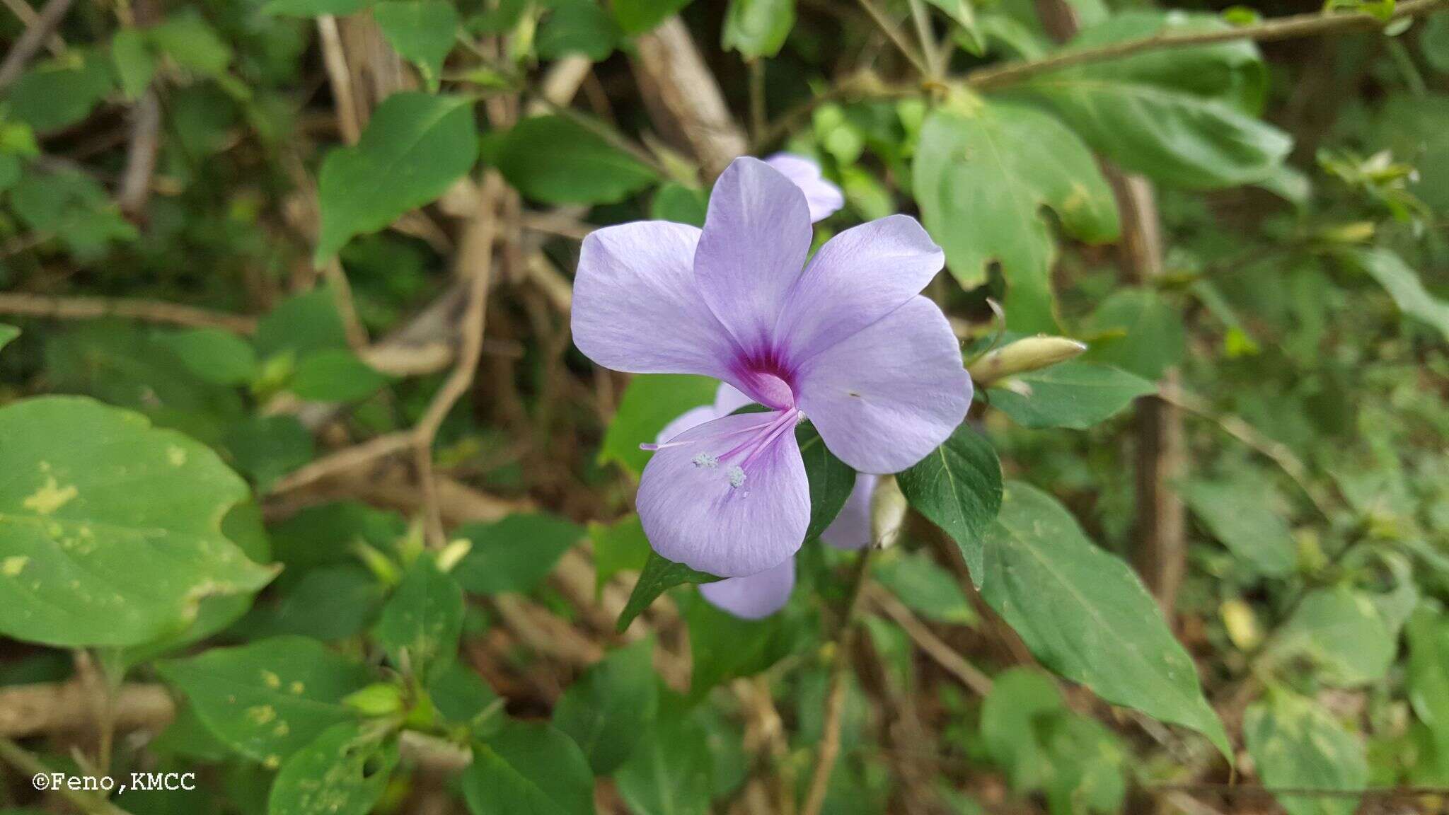 صورة Barleria phillyreifolia Baker