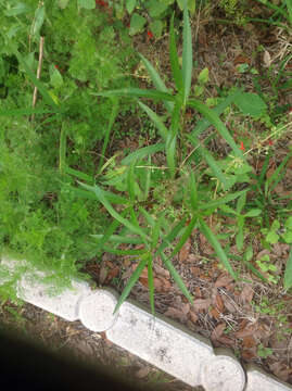 Image de Ruellia simplex Wright